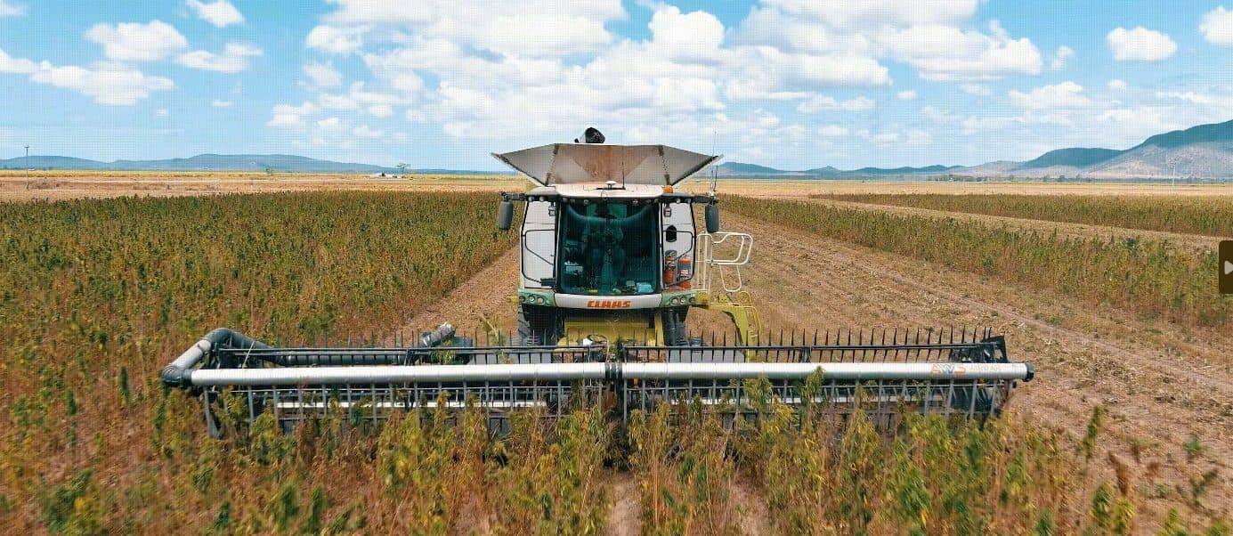 Hemp crop in the field