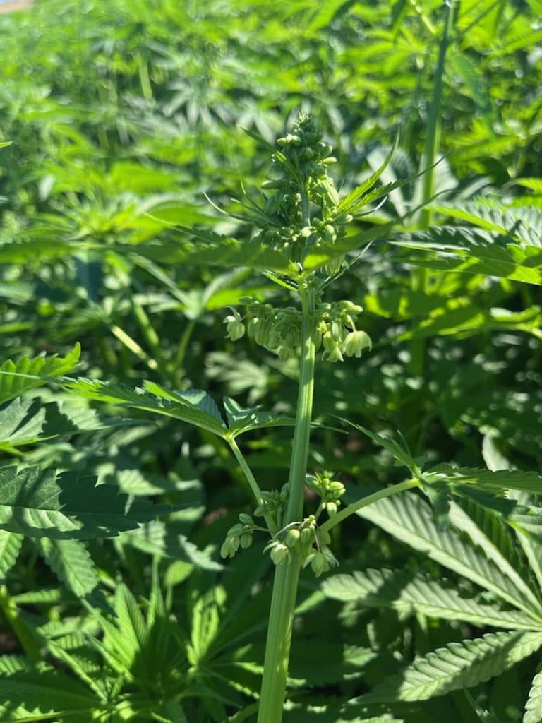 Hemp material